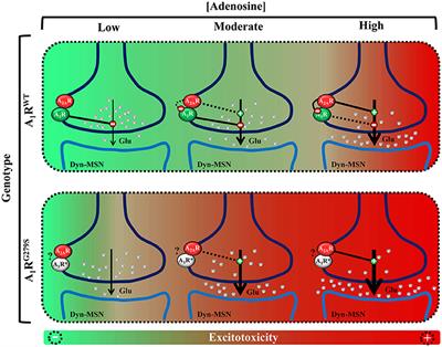 Adenosine A1-A2A Receptor Heteromer as a Possible Target for Early-Onset Parkinson's Disease